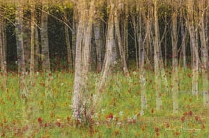 Join Us for an Evening with Rose Atkinson on ICM Photography