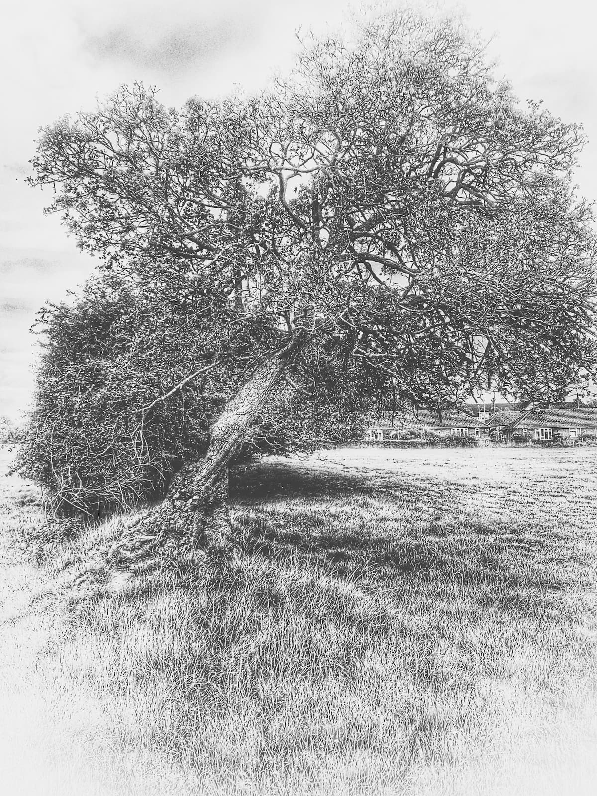 Alan Williams
1st Place - Print Open