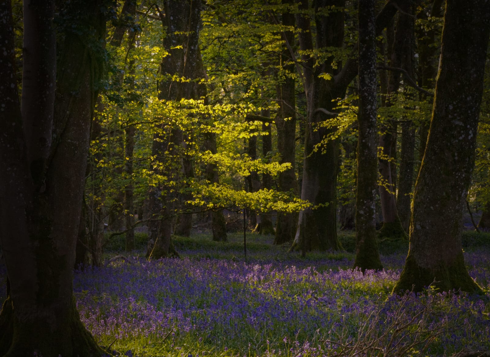 Steph Walsh
1st Place - DPI Landscape