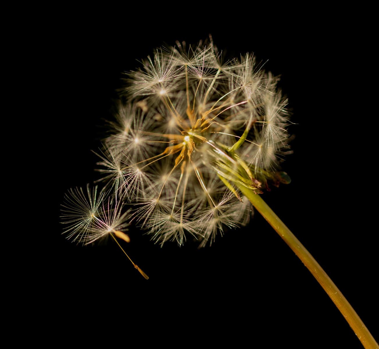 3rd Place DPI(Nature) Dandy lion - John Flanagan