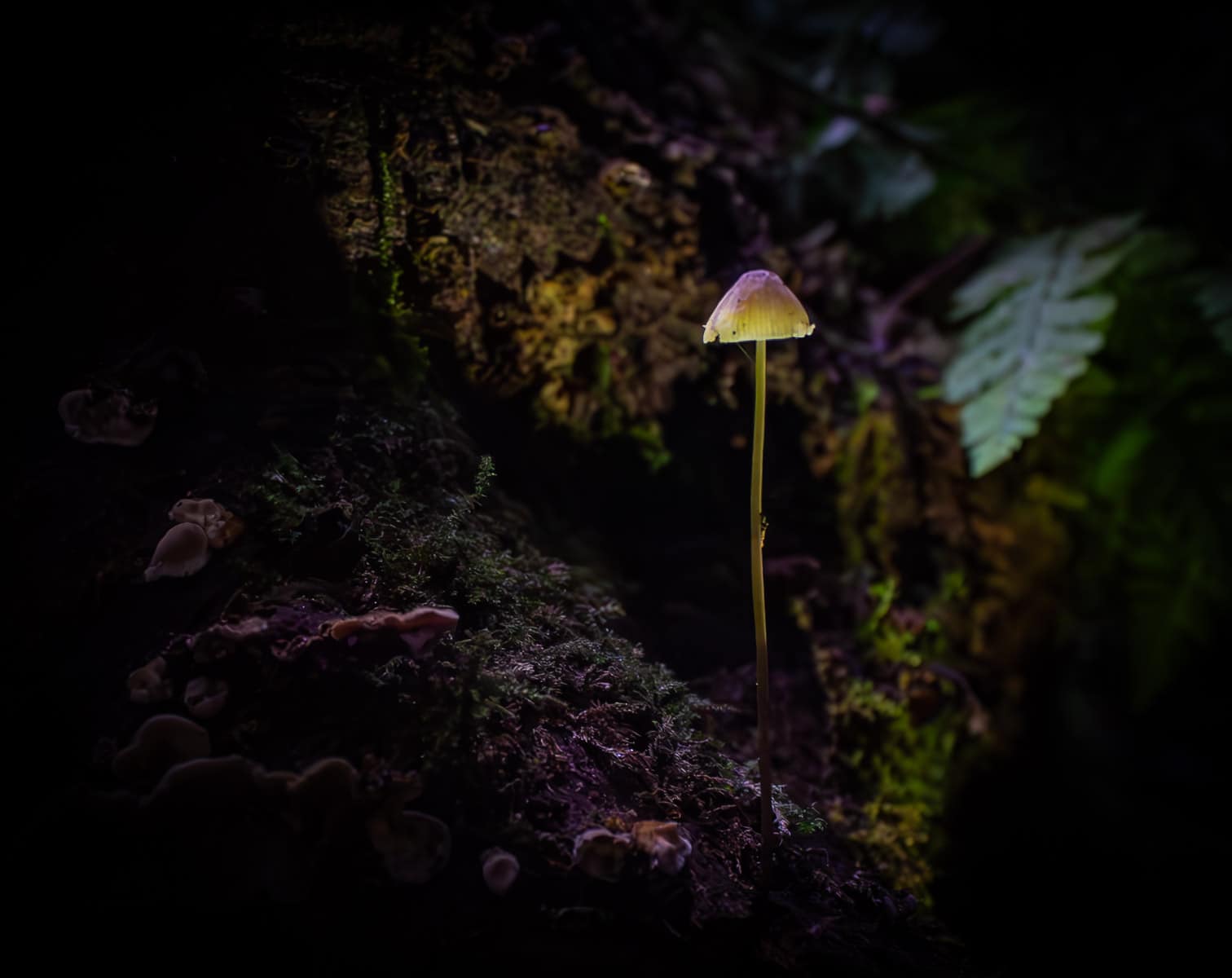 HC Print(Nature) standing tall - John Flanagan