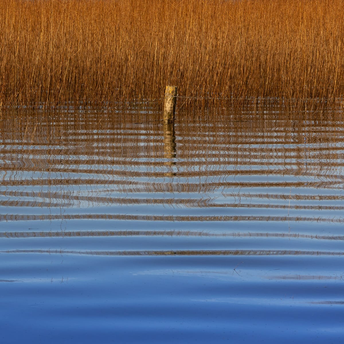 HC Print (Open) stockfence on the levels - John Flanagan