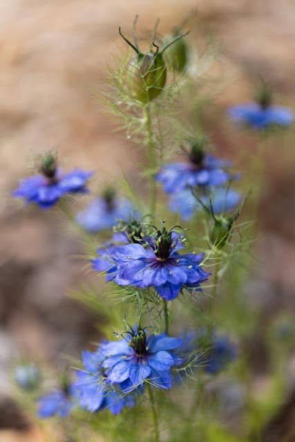 2rd Place Print(Nature) Love in a mist - Steve Weller
