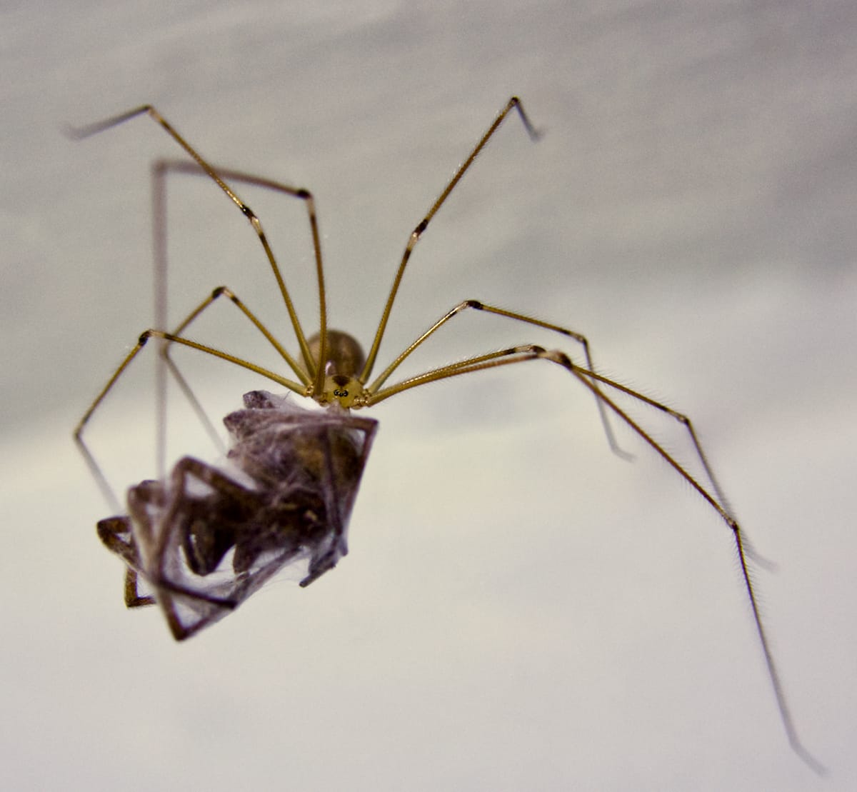 HC DPI(Nature) Cannibal - Steph Walsh