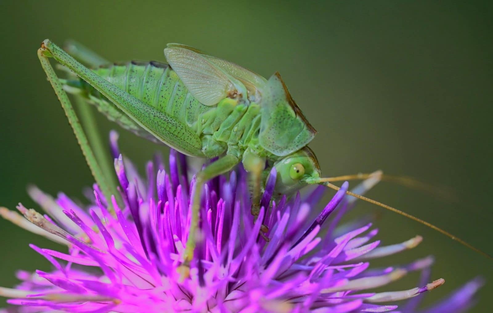 HC DPI(Nature) a Grasshopperin the garden - Chris James