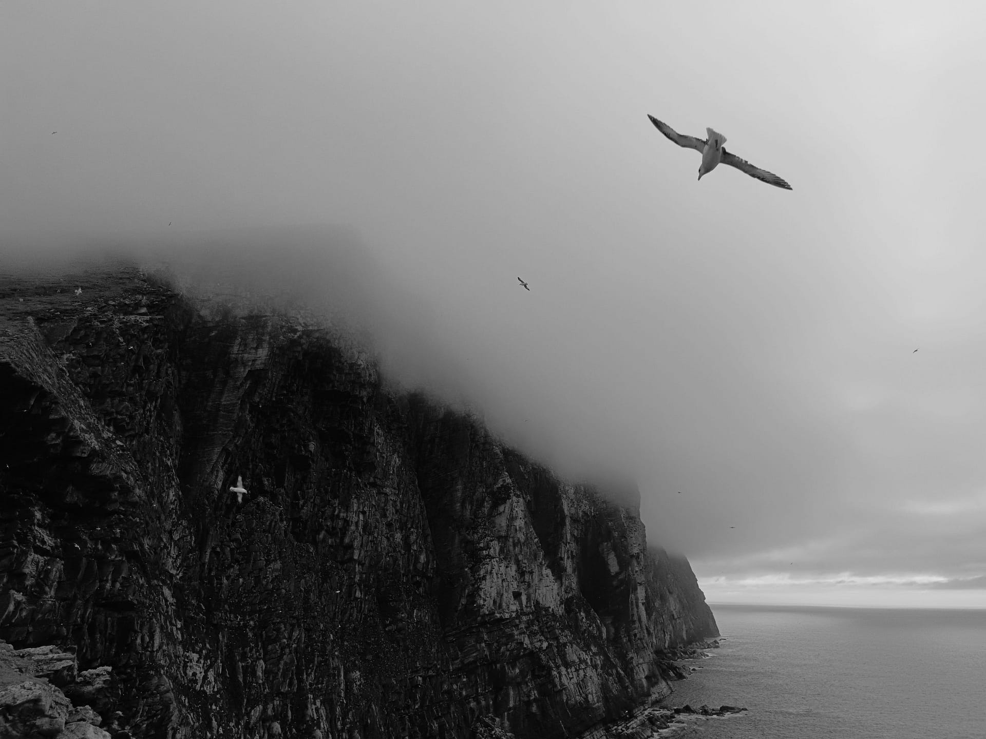 HC DPI(Nature) The Fulmars Of Foula Island - Marta Borowiec