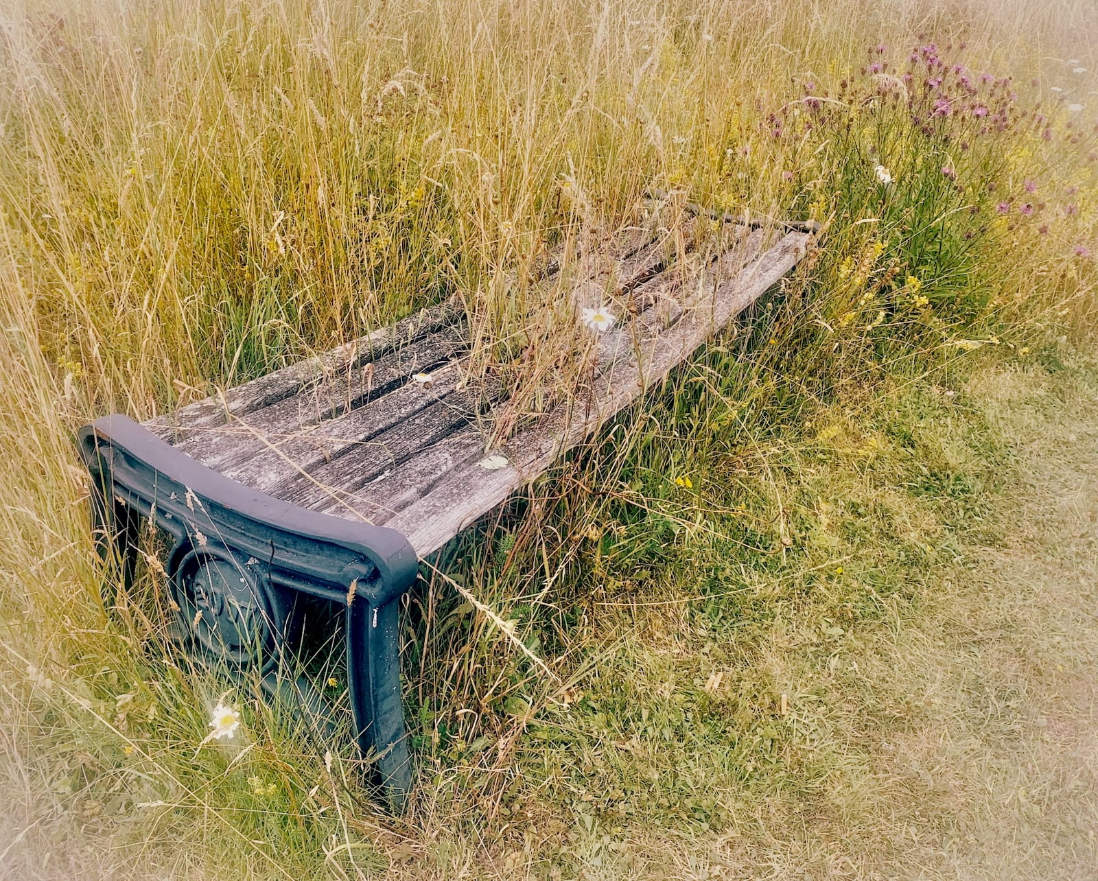 1st Place DPI(Nature) encroaching nature in a sun scorched allotment - Alan Williams