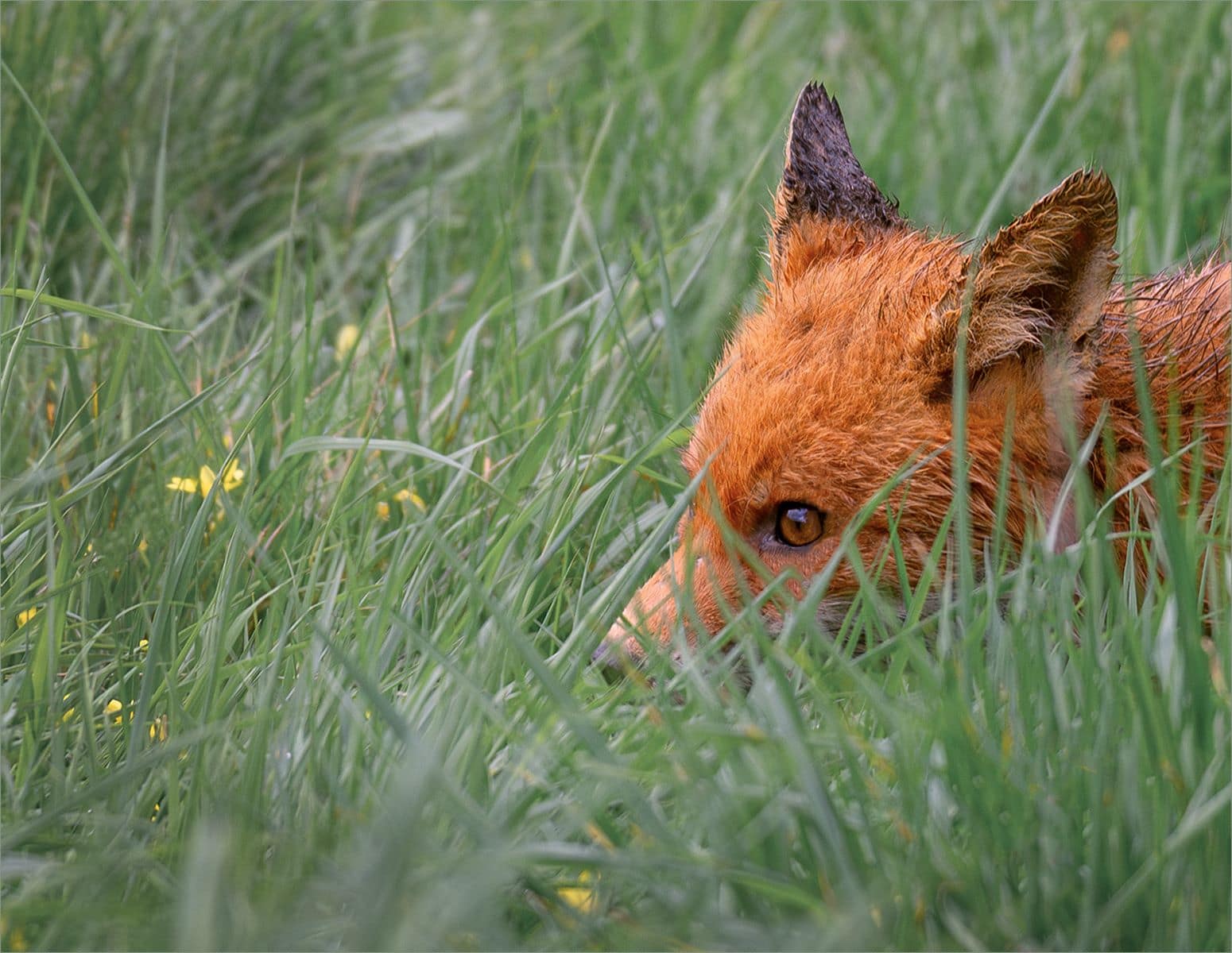 2nd Place DPI(Nature) Nature Lying Low - Angela Heed