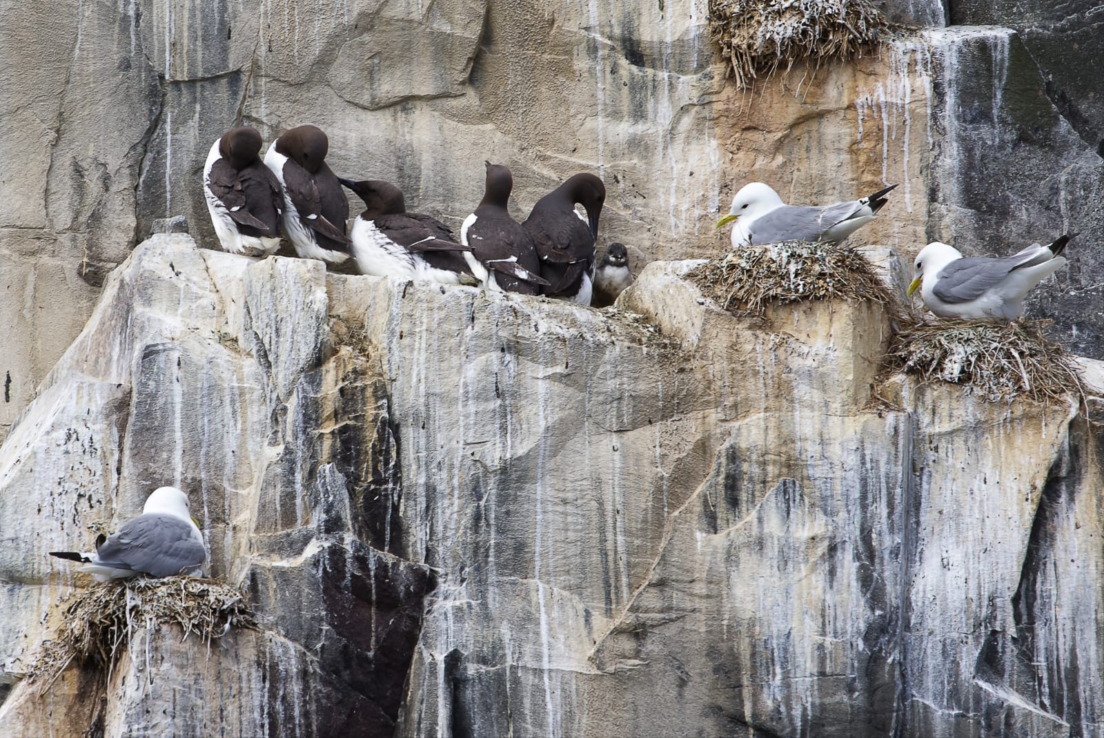 1st Place Print(Nature) Picaboo Colin Evans