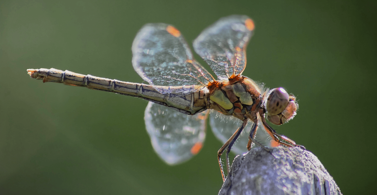 015_Natural history_Female Common Darter