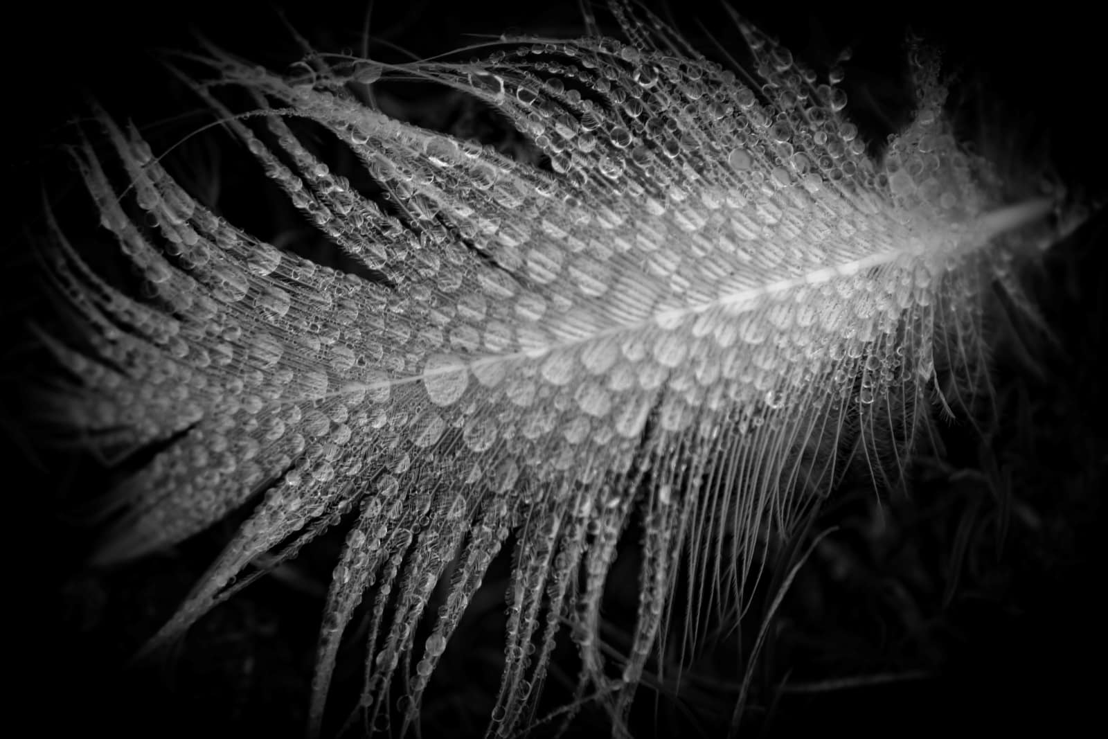 Dew Dropped Feather