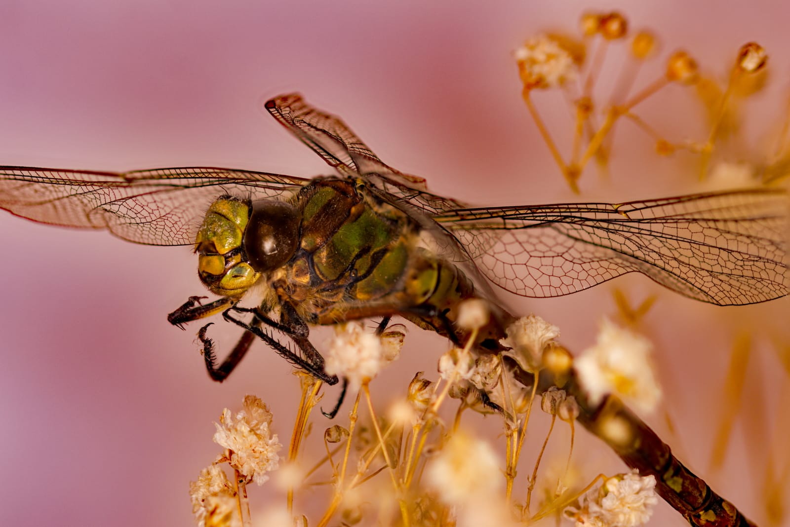 FOUND IN CONSERVATORY