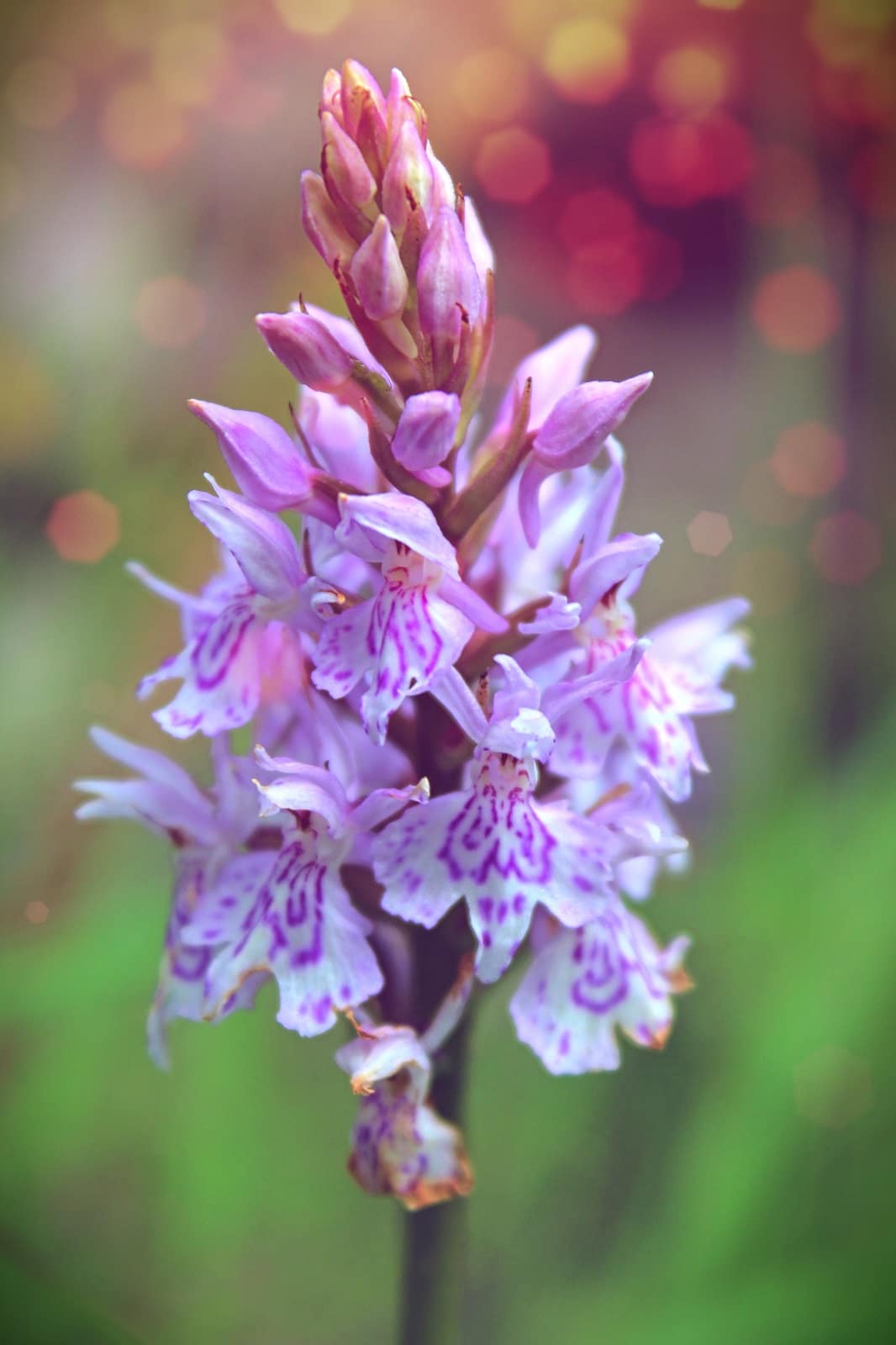 Wild Orchid