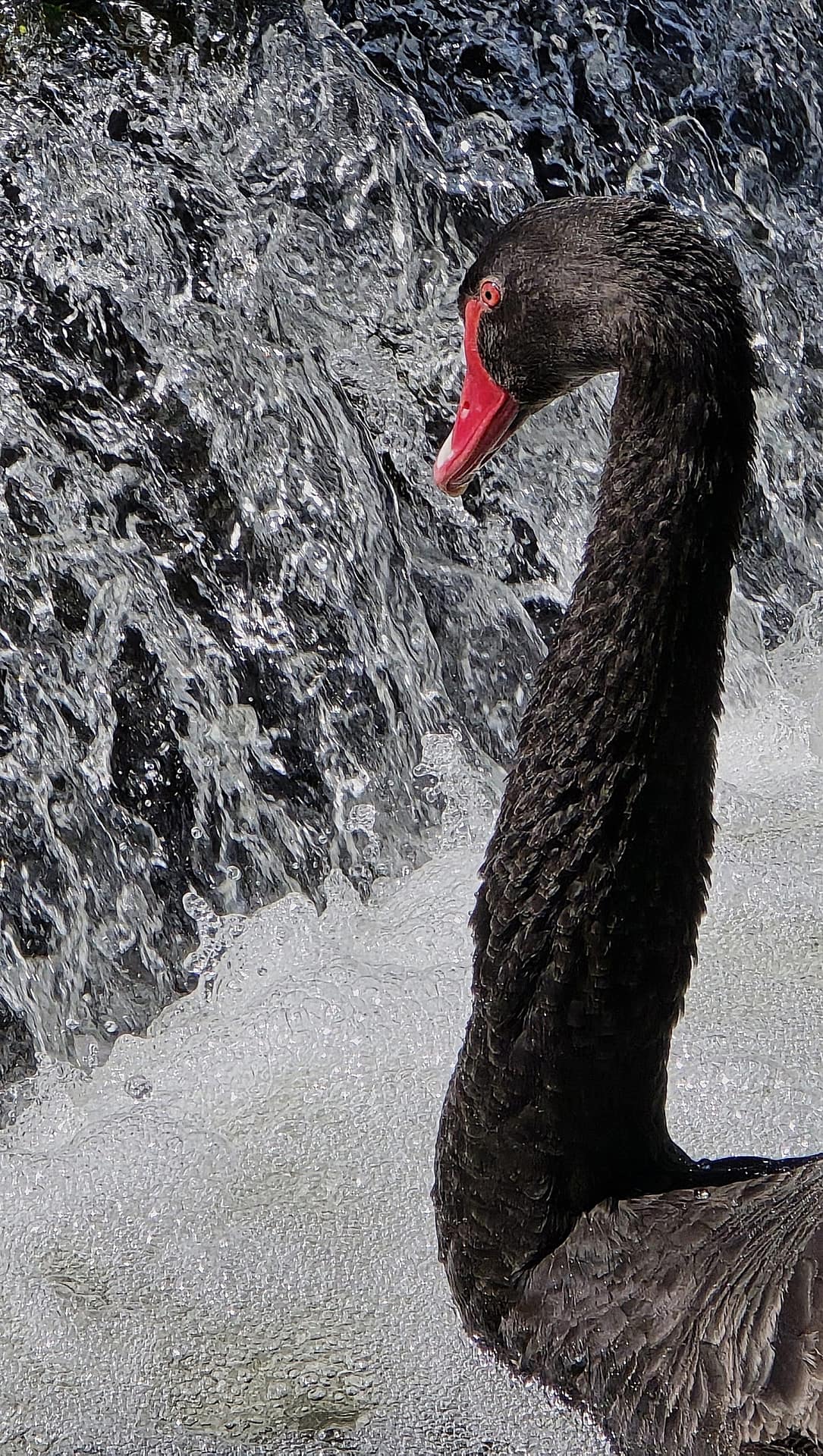 DPI- Black-swan-scaled.